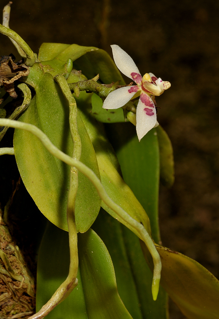 Pteroceras spec.