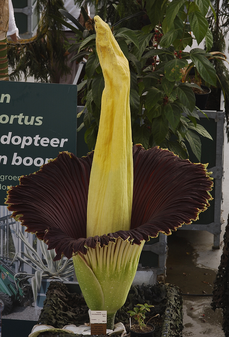 Amorphophallus titanum.