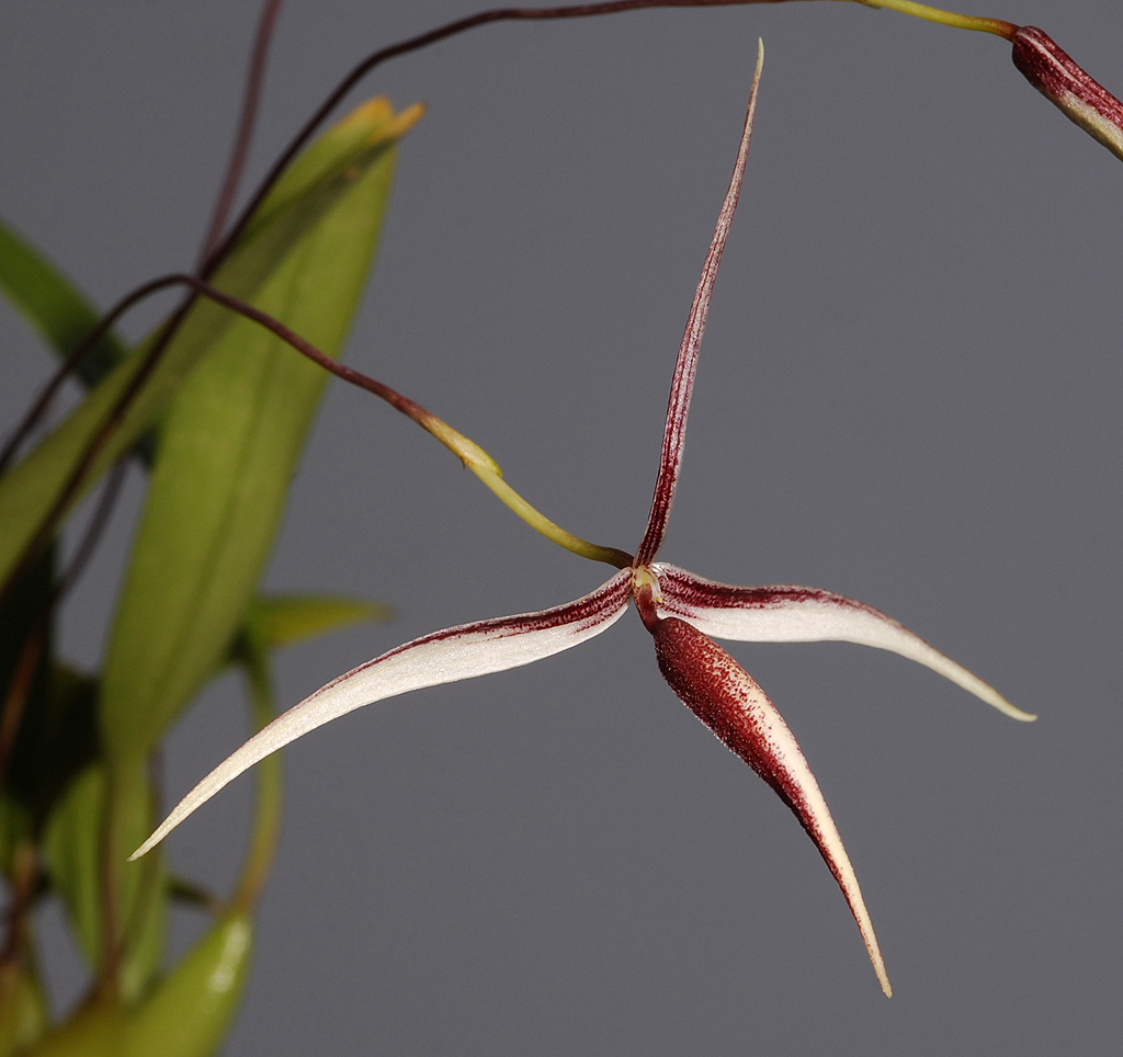 Bulbophyllum nitidum. Closer.