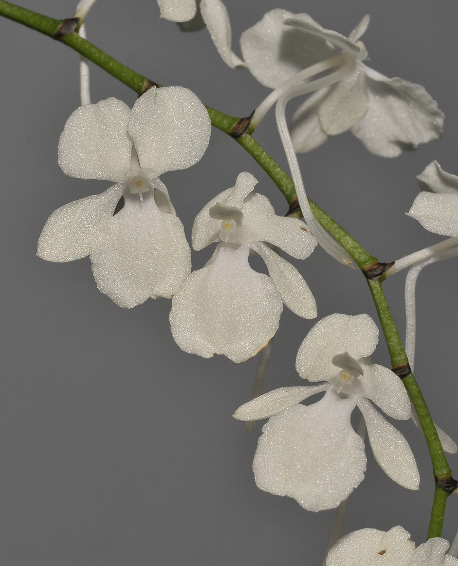 Aerangis citrata.