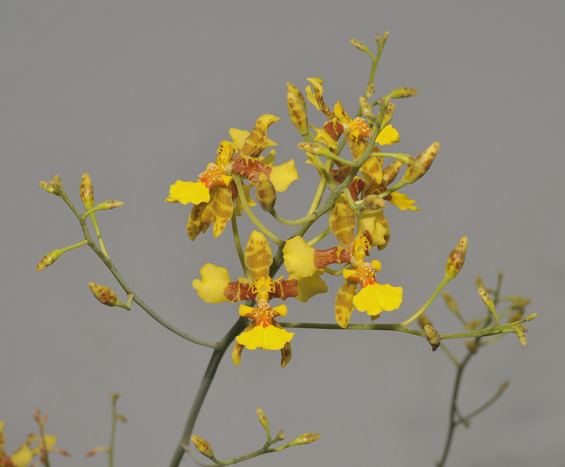 Oncidium excavatum.