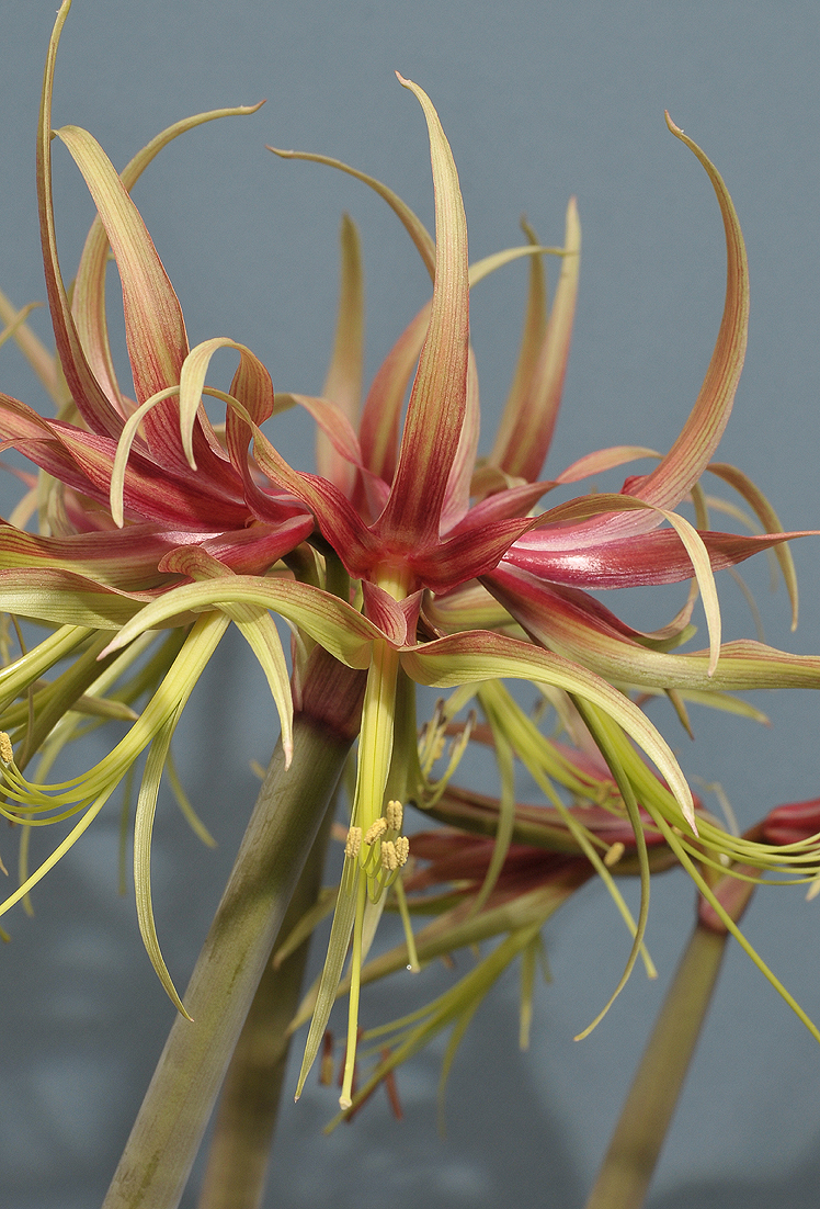 Hippeastrum cybister. Chico. Close-up.