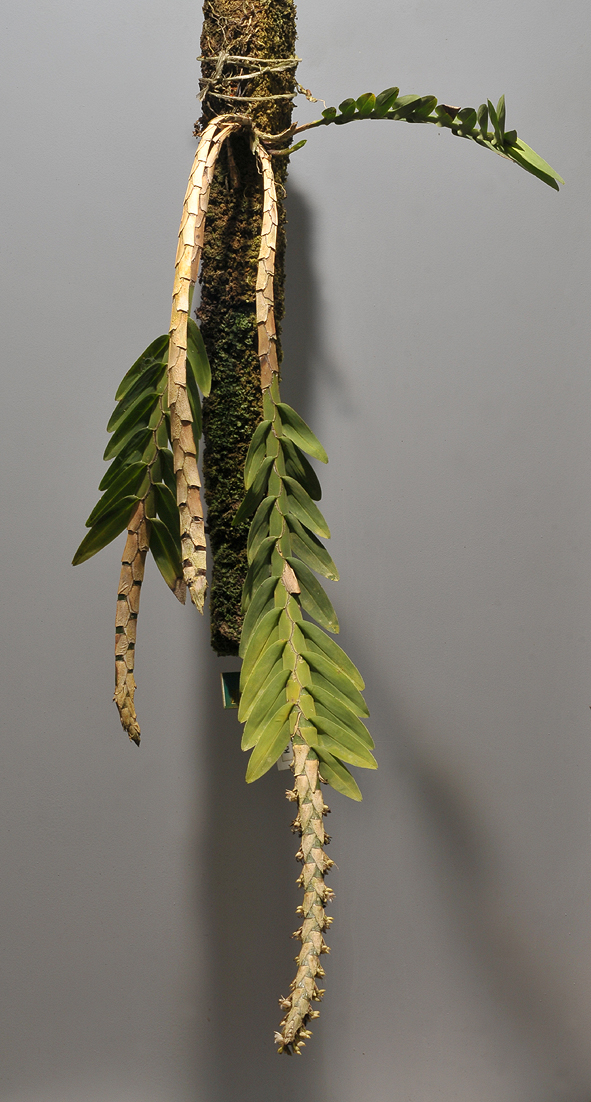Agrostophyllum spicatum.