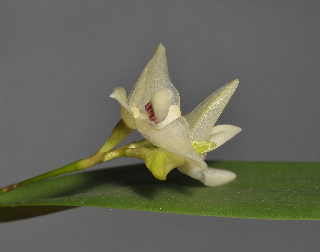 Bulbophyllum aemulum. Closer.