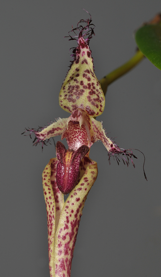 Bulbophyllum putidum. Spotted form. Close-up. photo - Rogier van Vugt ...