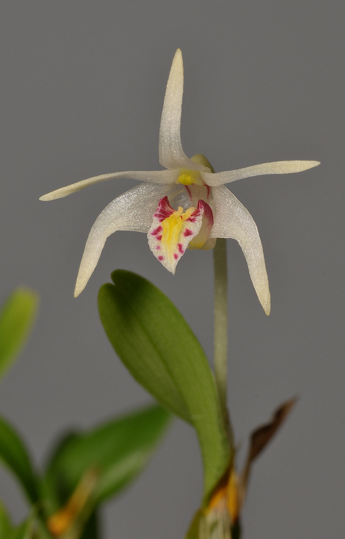 Dendrobium dichrotropis