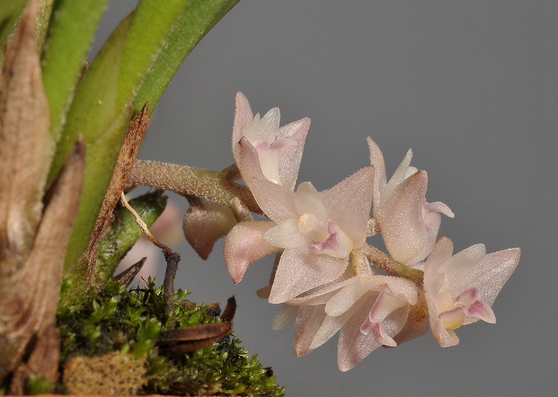 Bryobium pudicum. Closer.
