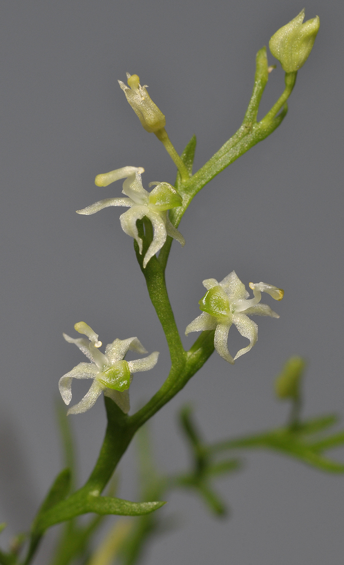 Phymatidium sp. Closer.