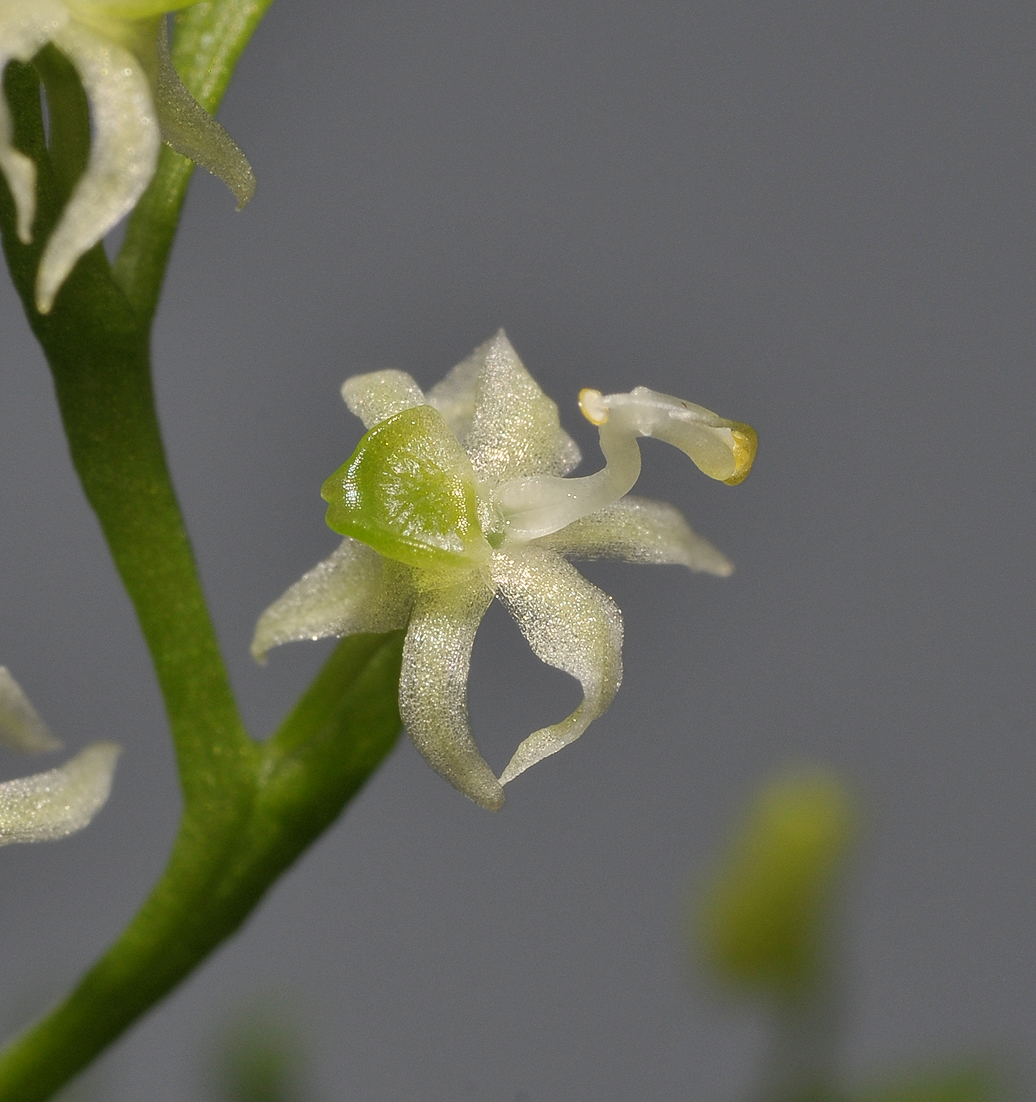 Phymatidium sp. Close-up.