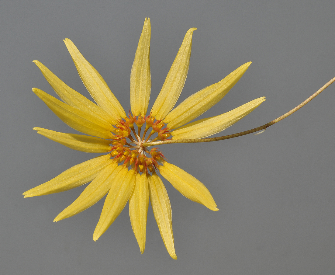 Bulbophyllum makoyanum. Closer.