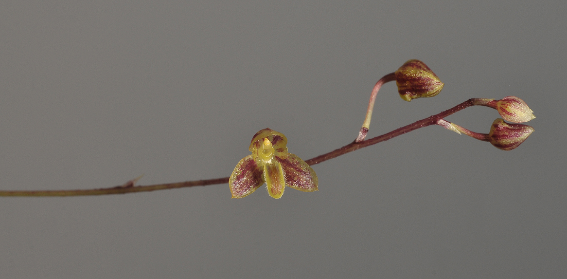 Bulbophyllum subpatulum. Closer.