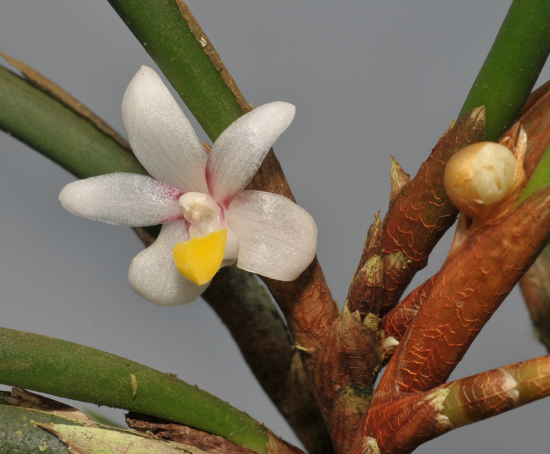 Ceratostylis incognita. Close-up.