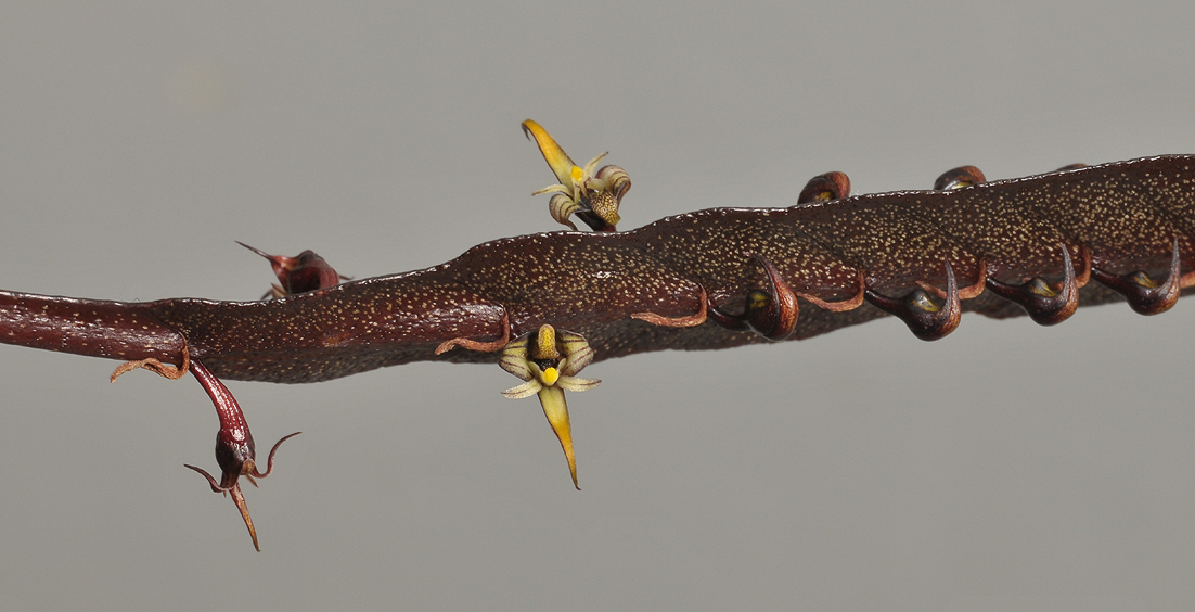 Bulbophyllum maximum. Closer.