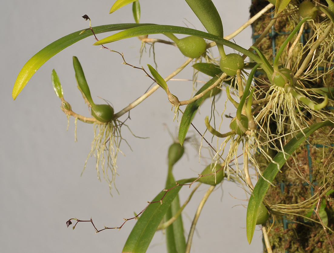 Bulbophyllum graciliscapum