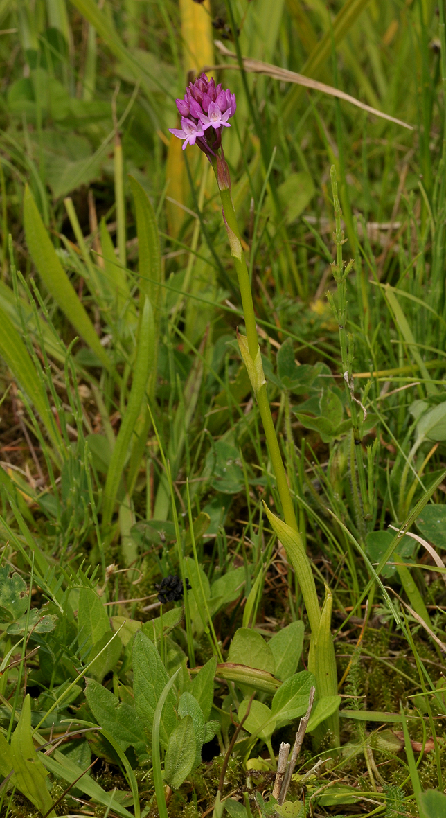 Anancamptis pyramidalis