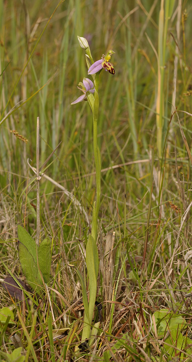 Ophrys apifera f. belgarum
