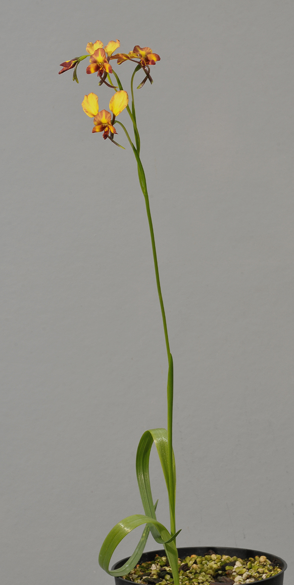 Diuris corymbosa