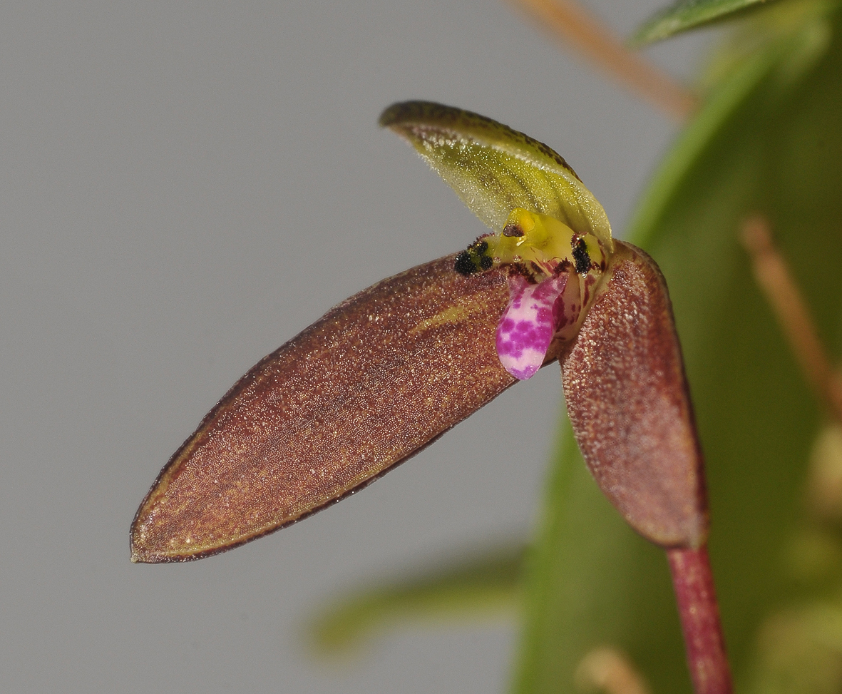 Bulbophyllum sp. Close-up.