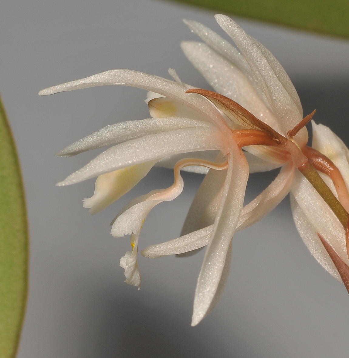 Chelonistele devogelii. Close-up side.