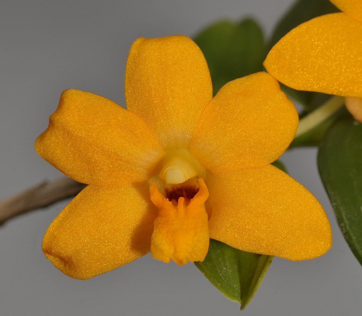 Dendrobium igneum. Close-up.