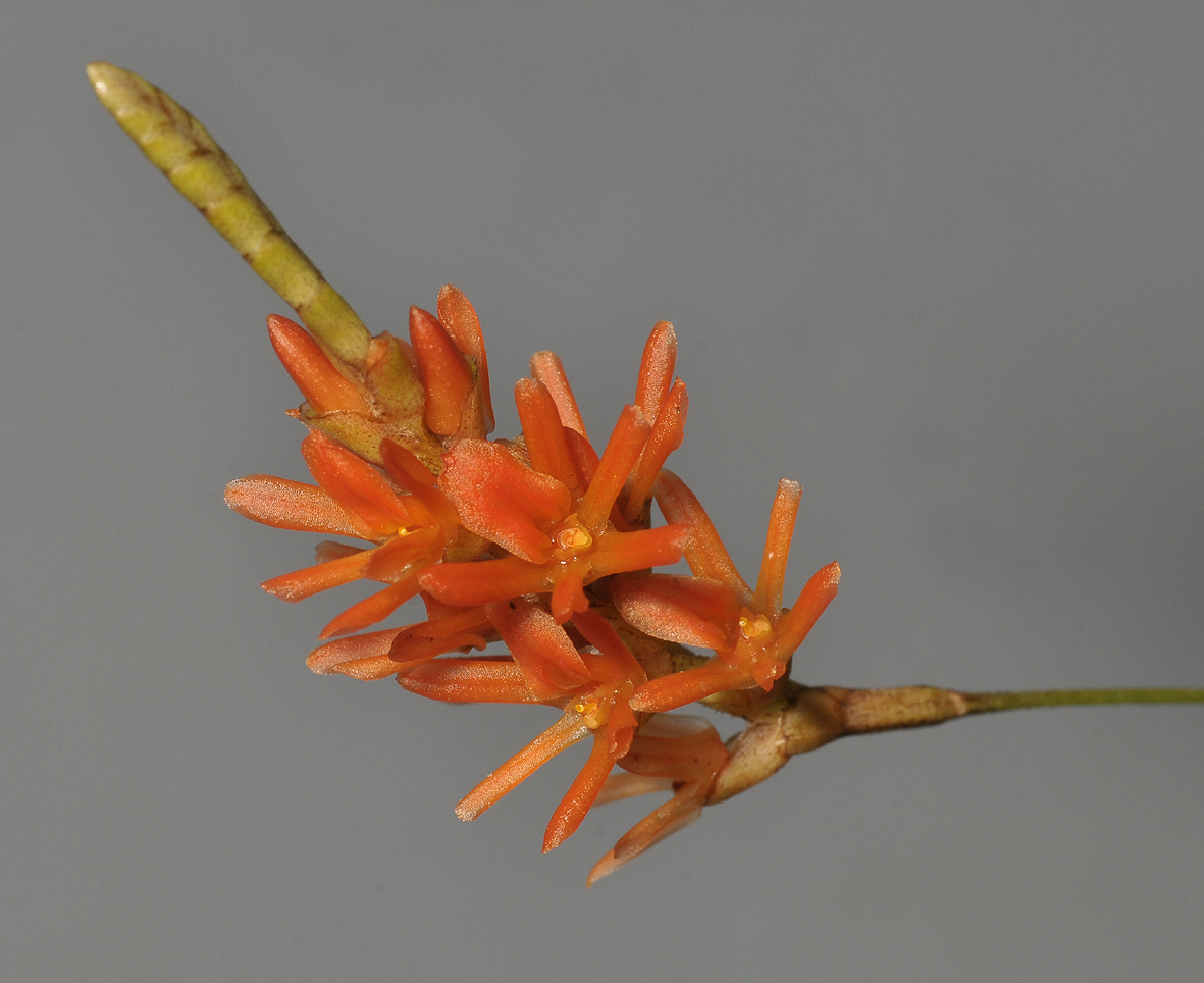 Dendrochilum coccineum. Closer.