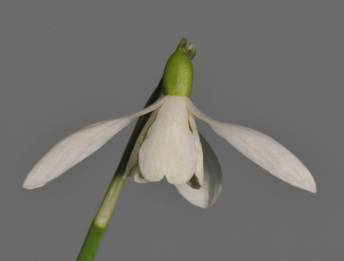 Galanthus nivalis  Sibbertoft White. Close-up.