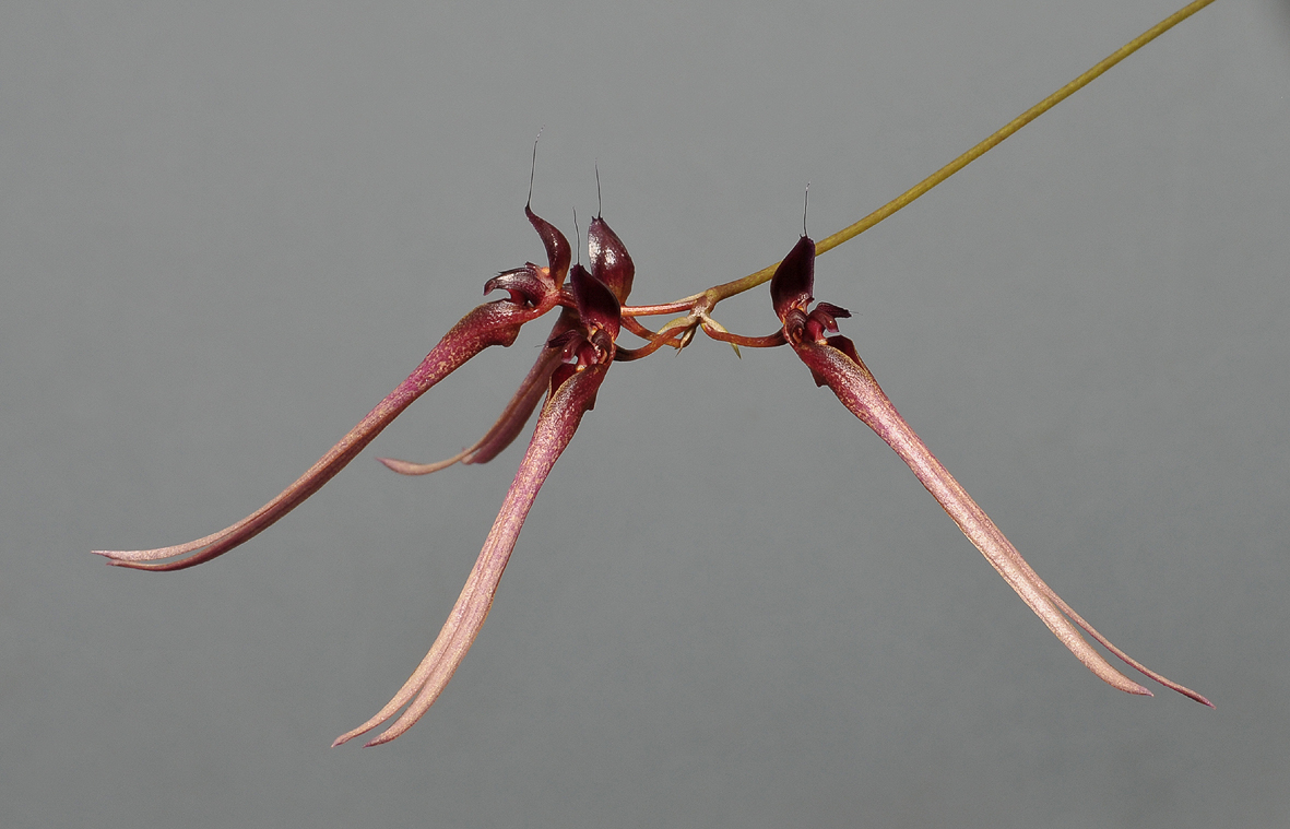Bulbophyllum delitescens. Closer.
