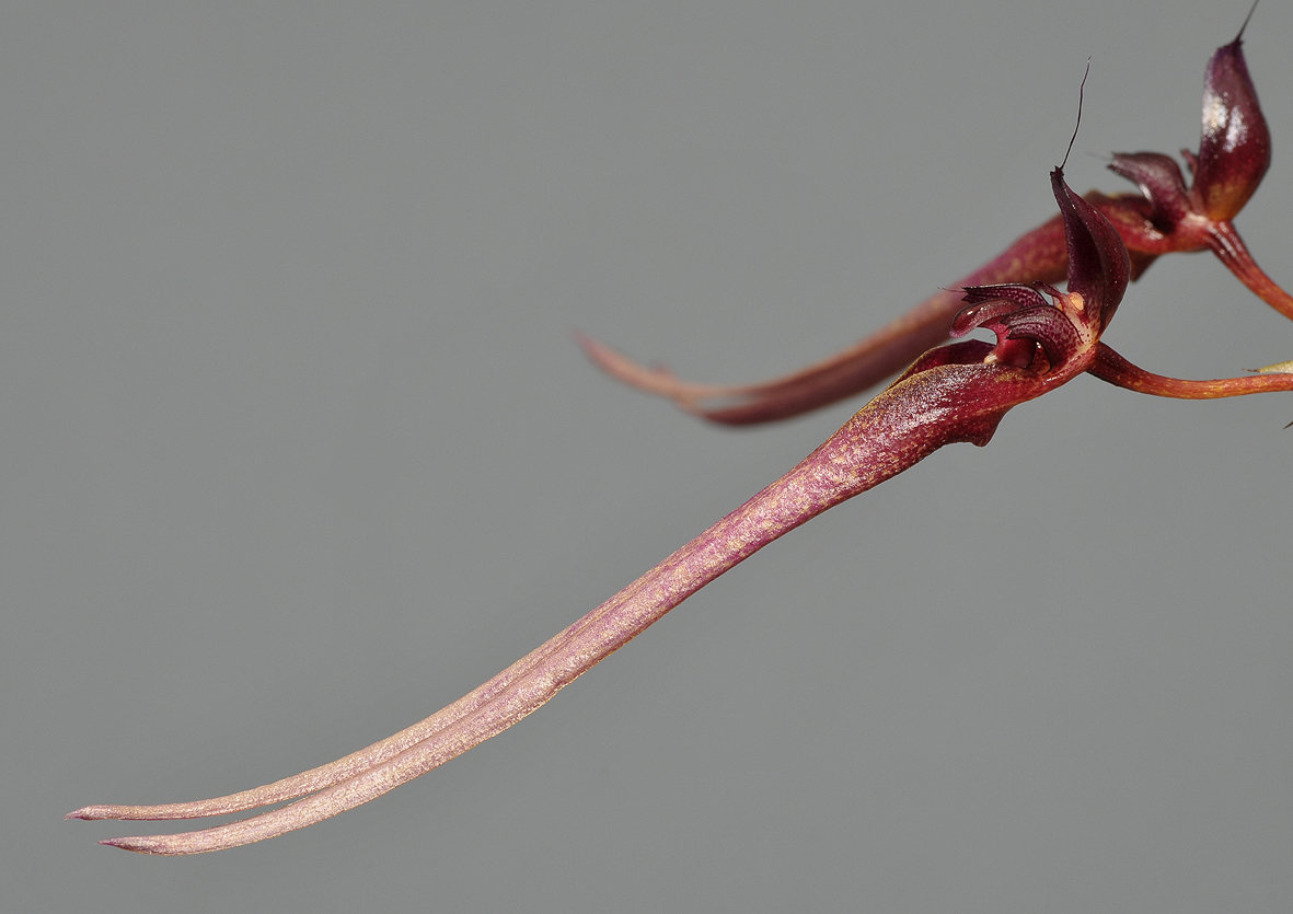 Bulbophyllum delitescens. Closer.