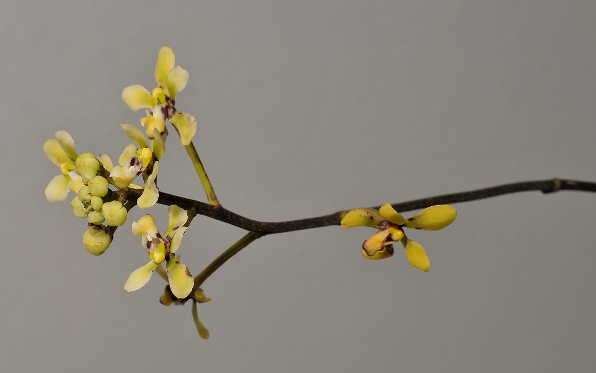 Pomatocalpa bicolor