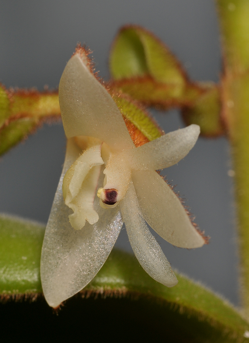 Trichotosia velutina. Close-up.