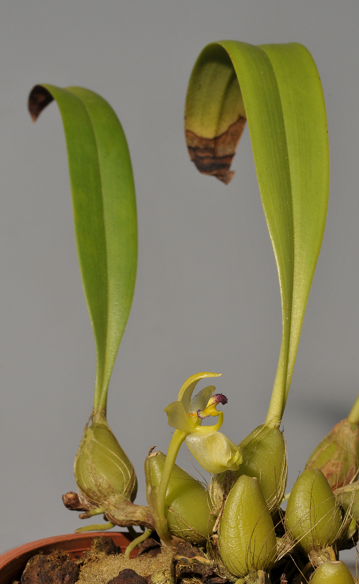 Bulbophyllum apertum