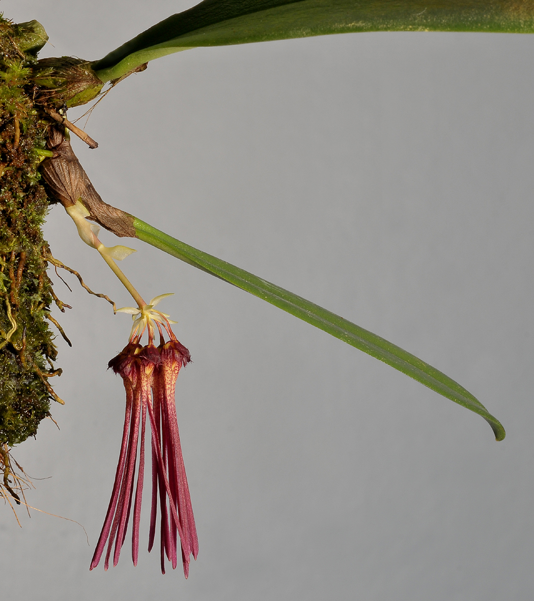 Bulbophyllum habrotinum