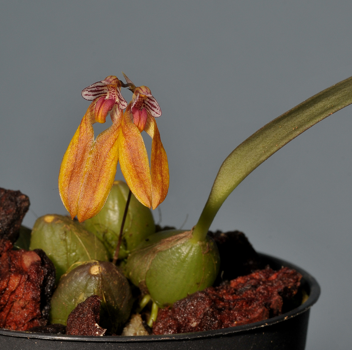 Bulbophyllum sp.