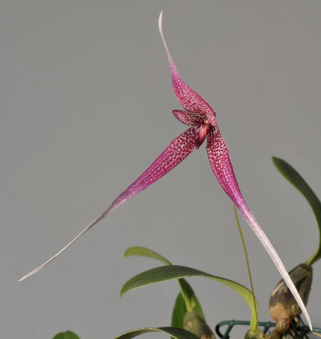 Bulbophyllum woelfliae. Closer.