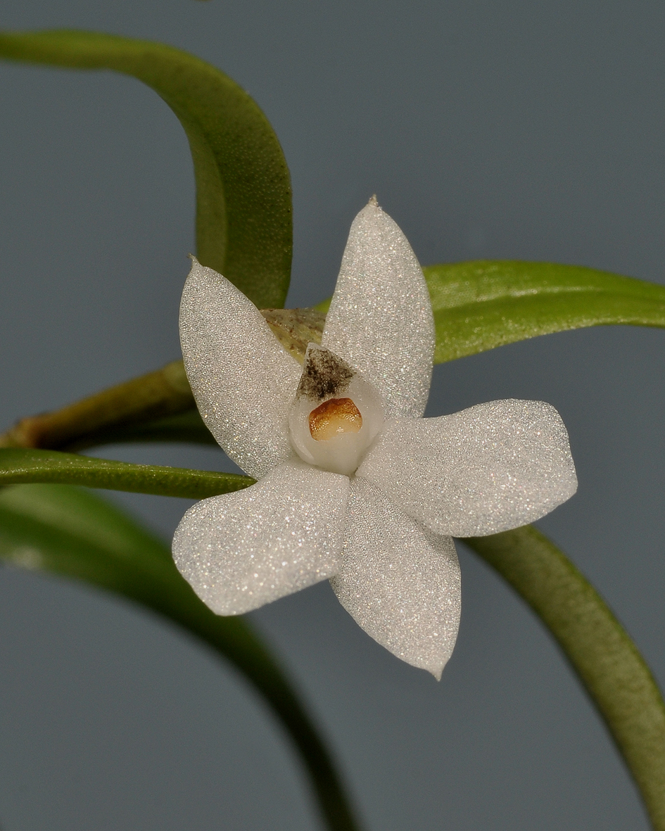 Glomera sp. Close-up.
