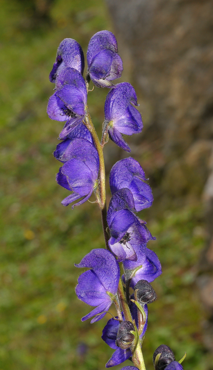 Aconitum napellus