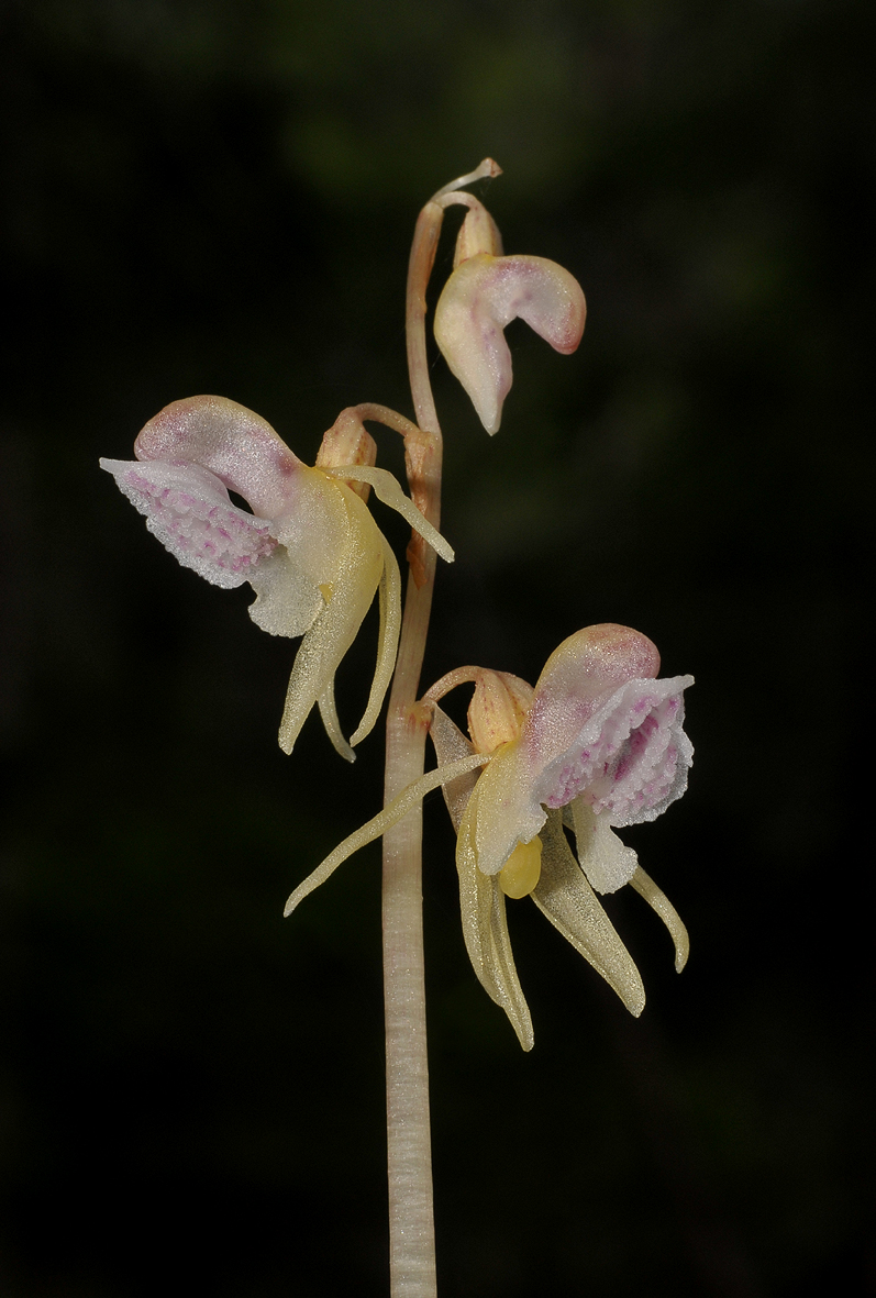 Epipogium aphyllum. Closer.