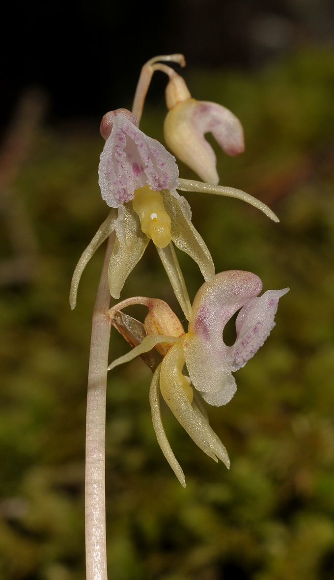 Epipogium aphyllum. Closer.