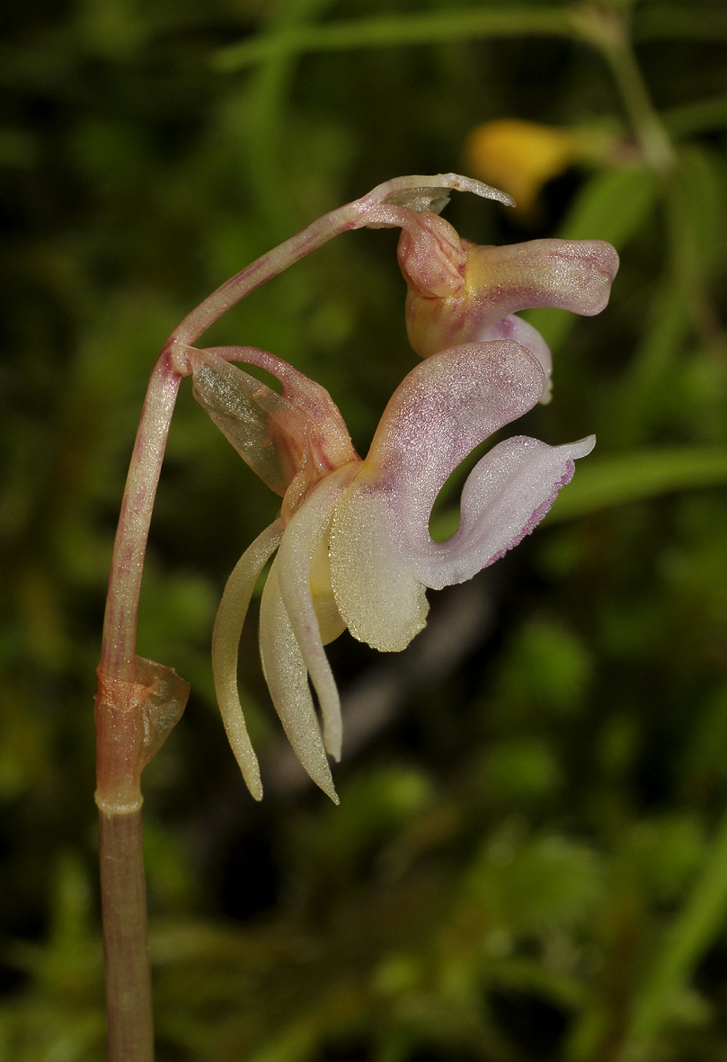 Epipogium aphyllum. Close-up side.