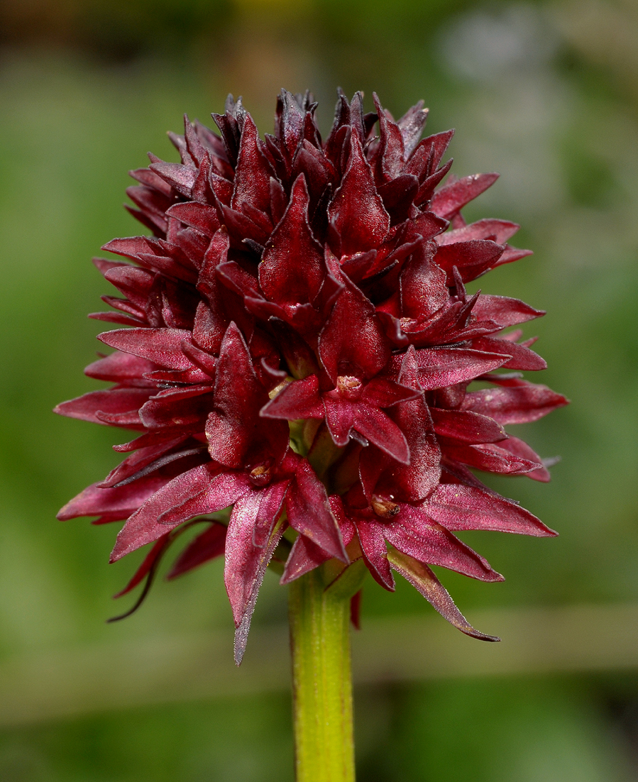 Gymnadenia rhellicani. Close-up.