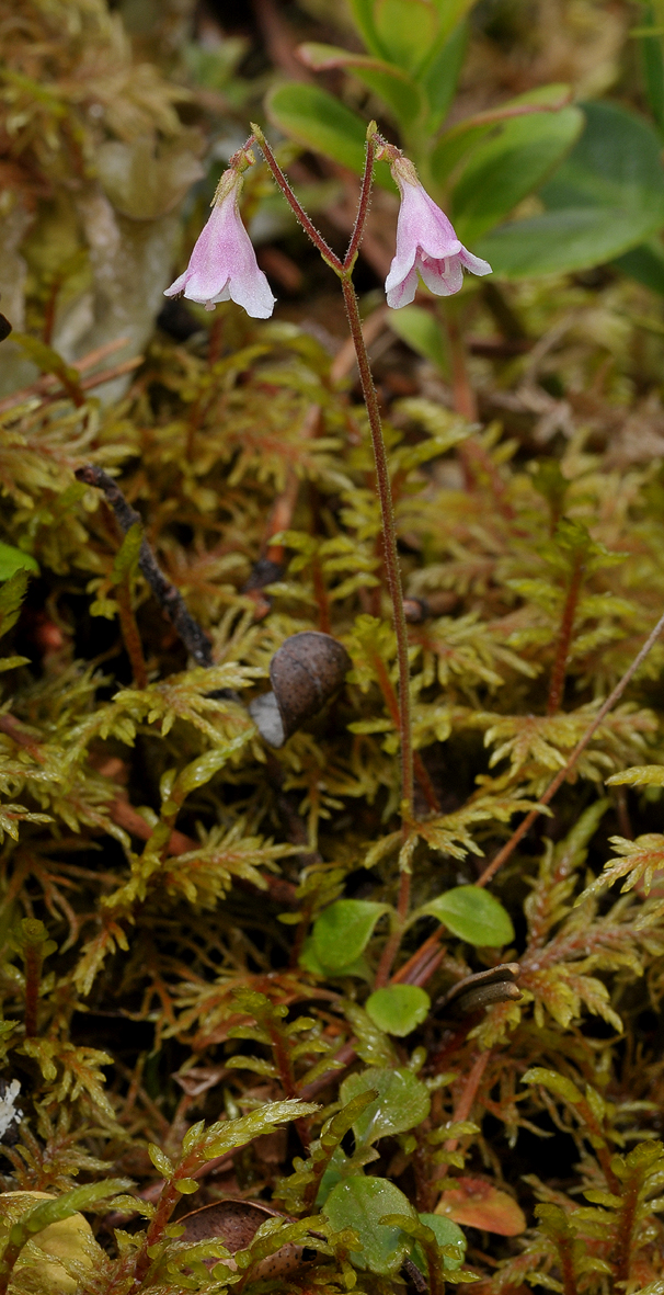 Linnaea borealis. Closer