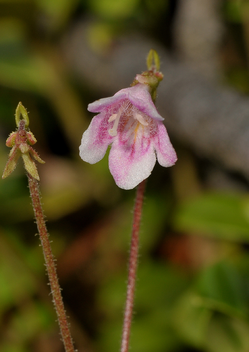 Linnaea borealis. Close-up