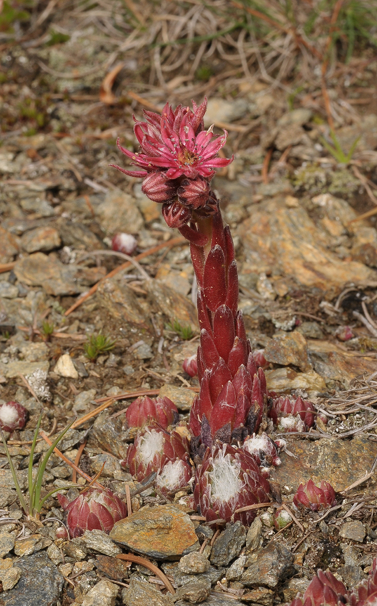 Sempervivum arachnoideum