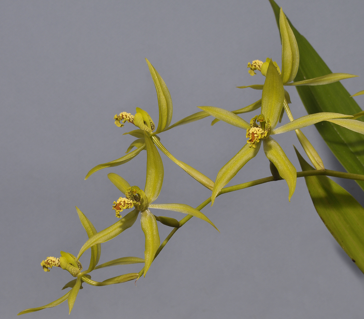 Coelogyne verrucosa. Closer.