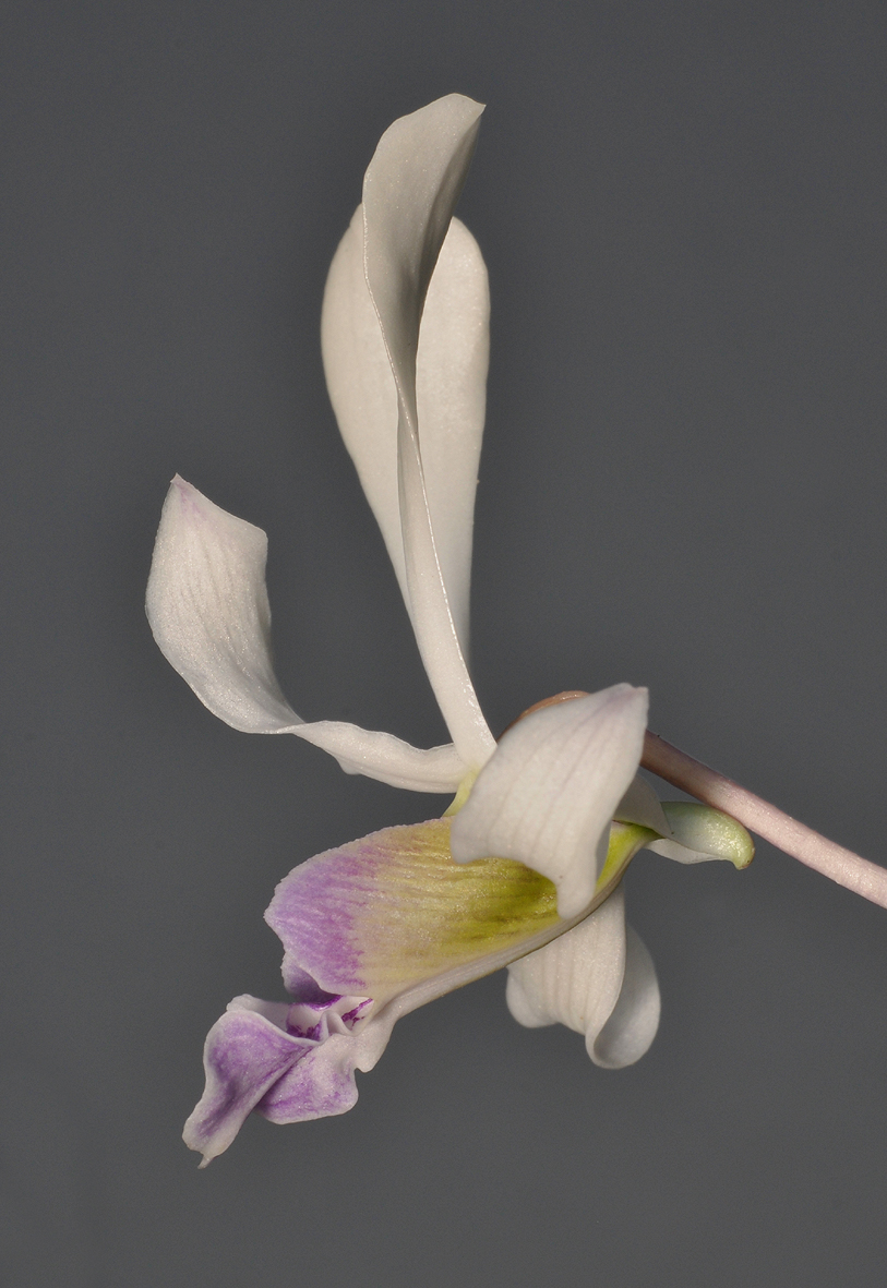 Dendrobium lineale. Closer side.