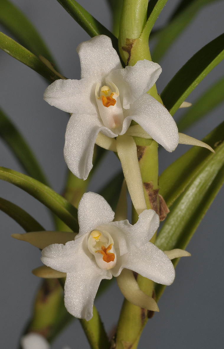 Eria elisheae. Closer.