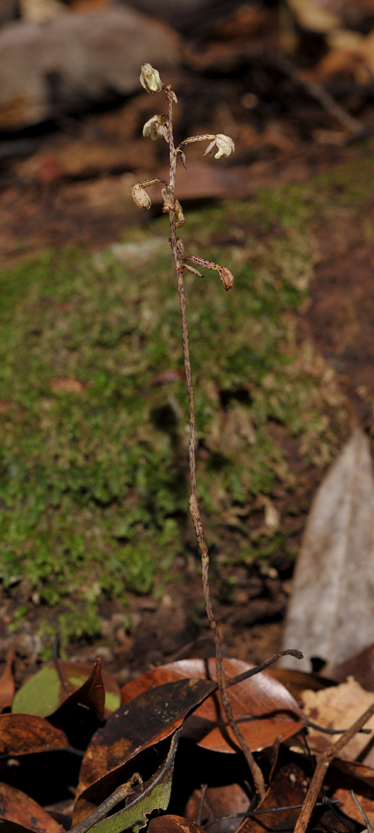 Aphyllorchis pallida