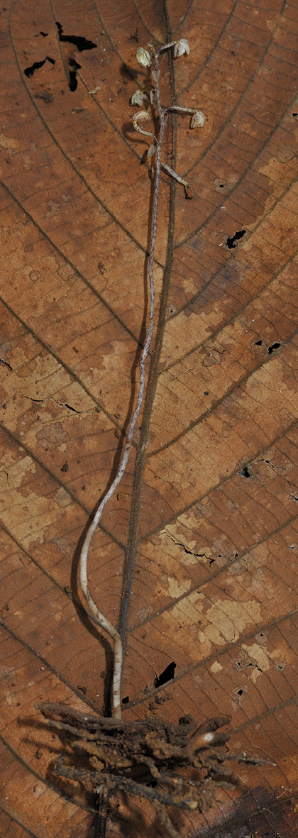 Aphyllorchis pallida.