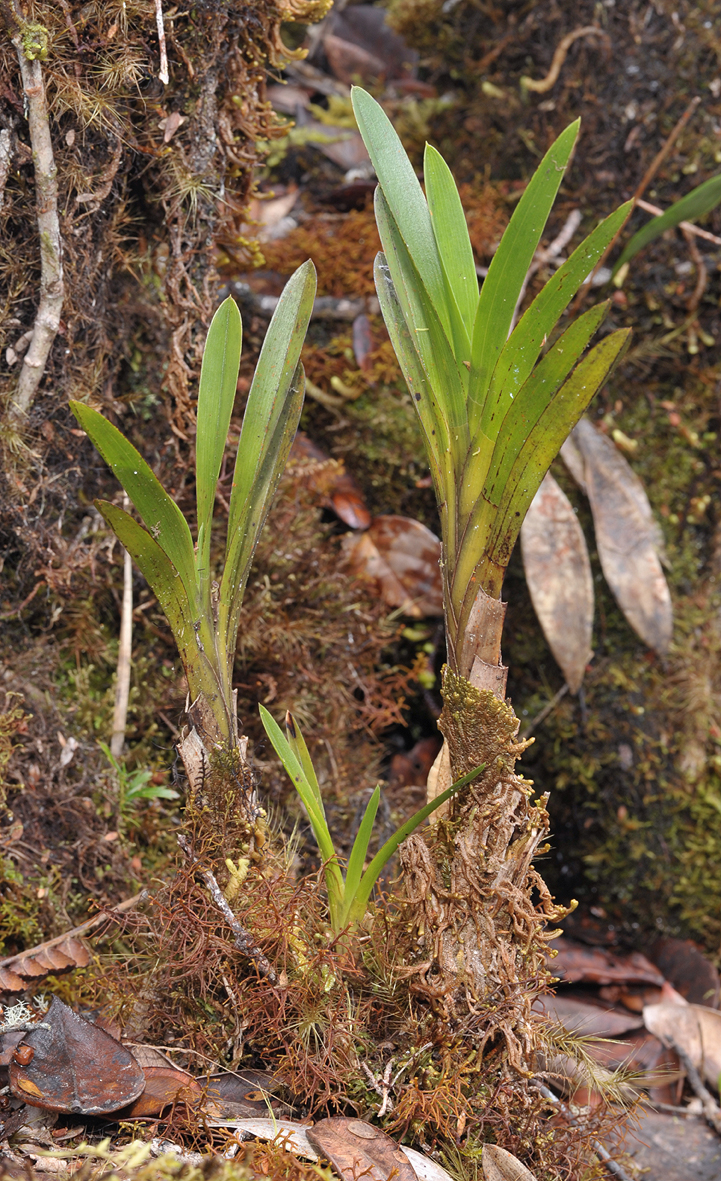 Cymbidium elongatum