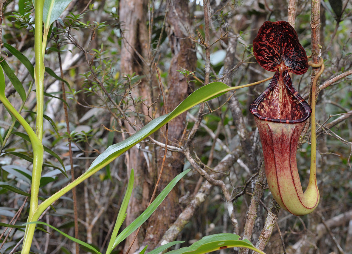 Nepenthes burbidgeae x N. lowii.